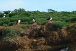 PICTURES/Puffin Express - Boat Tour Around Puffin Island/t_Puffins (10).JPG